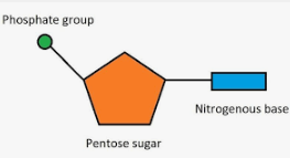 <p>Nucleotides</p>