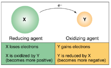 <p><span style="font-family: Times New Roman, serif">reduction reactions, lose an electron</span></p>