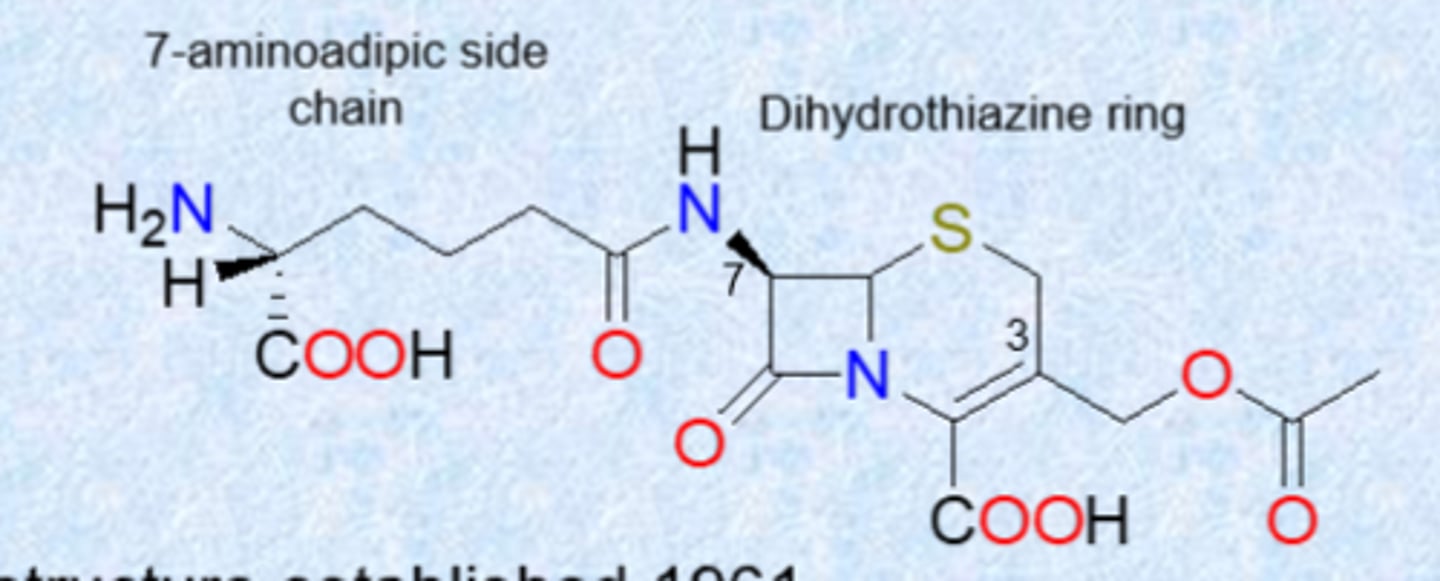 <p>- still b-lactams but 6 membered dihydrothiazine ring instead of penicillin 5 membered ring</p><p>- discovered in mid 1940s, structure established 1961</p><p>- isolated from the fungus Acremonium</p><p>- has 6-membered dihydrothiazine ring (new scaffold)</p><p>- most active against gram(+) but newer versions increased coverage</p><p>- developed to have activity against both gram-positive and gram-negative bacteria (H. influenzae, N. gonorrhea, E. coli)</p><p>- also has activity in presence of beta-lactamase enzymes, more acid stable</p><p>- variations tolerated at 7-acylamino side chain, 3-acetoxylmethyl side chain (unstable) and extra substitution at C7</p><p>- 3 acetoxylmethyl side chain unstable because of double bond - swapped out in some medications</p>