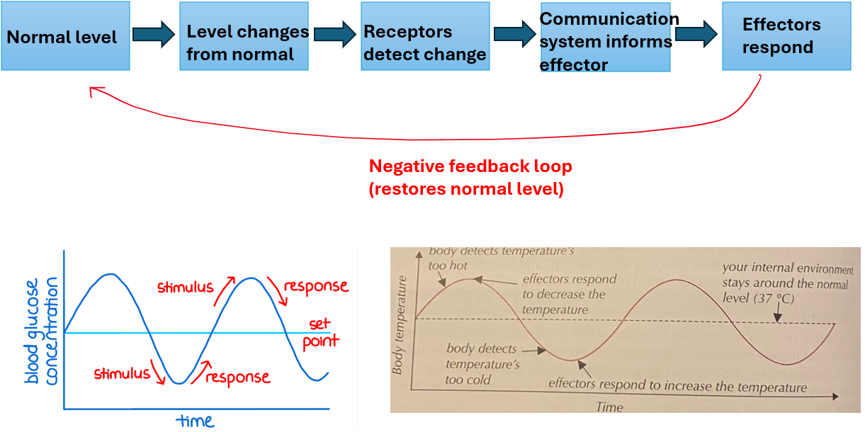 <p>negative feedback</p>