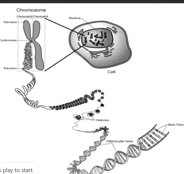 <p>DNA</p><p>Histone</p><p>nucleosomes</p><p>30nm fiber</p><p>loop domains</p><p>chromatin fiber</p><p>Mitotic chromosome</p>