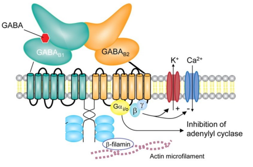 <ul><li><p class="">GABAᵦ receptors are metabotropic, G-protein coupled (R1 & R2 subunits)</p></li><li><p class="">Agonist = baclofen</p></li><li><p class="">Gαᵢ/ₒ subunit = inhibits adenylyl cyclase = ↓ protein kinase A (PKA) activation</p></li><li><p class="">PKA = enzyme that phosphorylates proteins to regulate cell activity</p></li><li><p class="">β & γ subunits:</p><ul><li><p class="">Activate K⁺ channels = hyperpolarisation</p></li><li><p class="">Inhibit Ca²⁺ channels = ↓ neurotransmitter release</p></li></ul></li></ul><p></p>