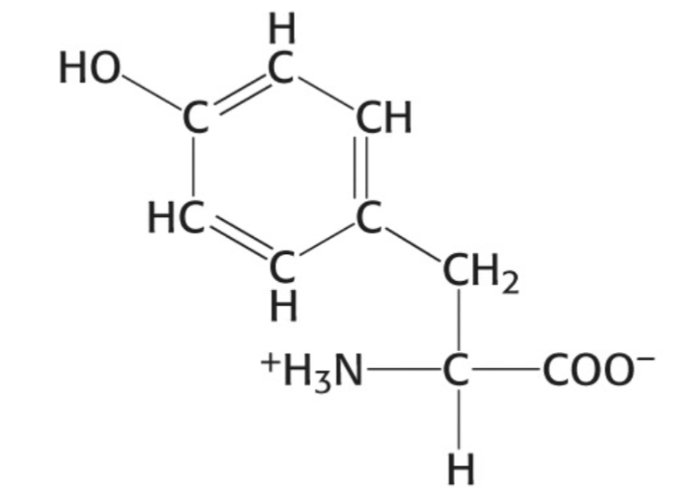 <p>Which amino acid is this</p>