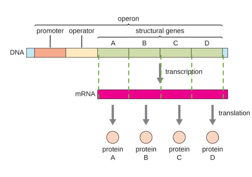 <p>DNA-operon starts at promoter-operator-structural genes(A-B-C-D) operon ends</p><p>lacz, lac, y , lac A</p>
