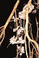 Gram negative, rod shaped, *fix nitrogen* (N2-->NH3), important in ecosystem bc of nitrogen, can't take place in soil, live in root nodules of *legumes*, bacteria provide plant with NH3 and O2 free environment