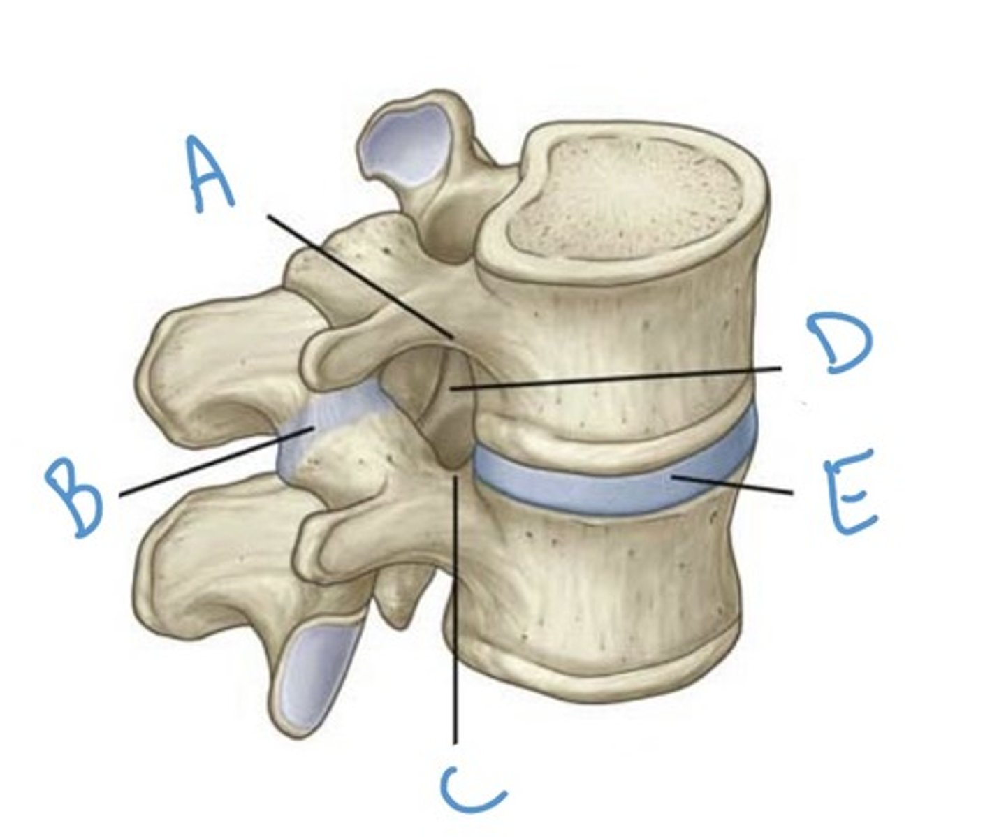 <p>Label the anatomy indicated by letter D:</p>