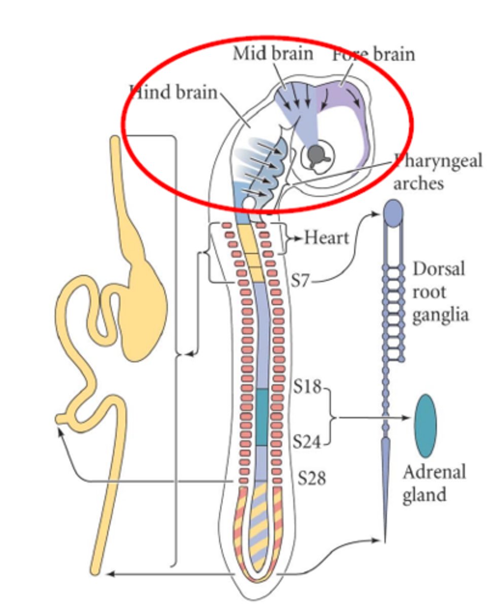<p>They move into the pharyngeal arches --&gt; cartilage, bone, connective tissue, neurons, and glia of the head</p>