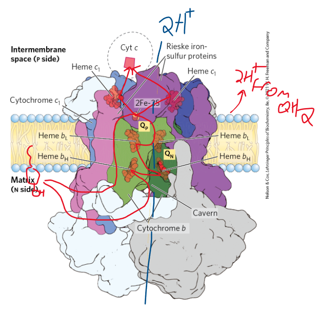 <p>electrons flow from QH2 (generated from complexes 1 and 2) to 2Fe-2S cluster, to heme c, and finally to heme L (in cyt c). But, when QH2 docks, 1 e- follows the flow mentioned in the sentence before, but the other electron goes to heme b’s and participates in the Q cycle. Then it follows the first e to the 2Fe-2S cluster</p>