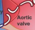 <p>blood from left ventricle → aorta (→ rest of body)</p>