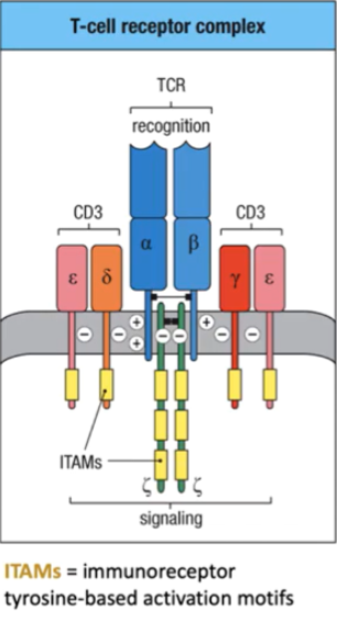 <p>Zeta chain, ITAMs </p>