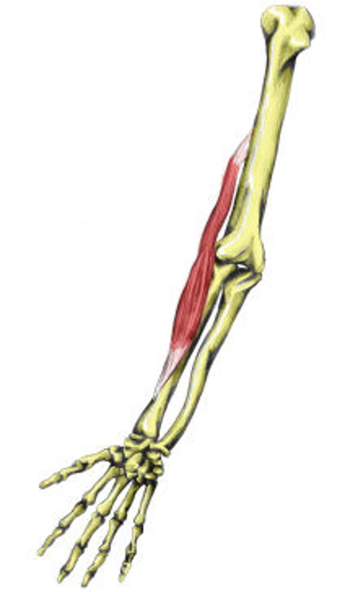 <p>-Origin Lateral supracondylar ridge of the humerus</p><p>-Insertion Distal radius (radial styloid process)</p><p>-Nerve :Radial nerve</p><p>-Actions :Flexion of elbow and supination</p>