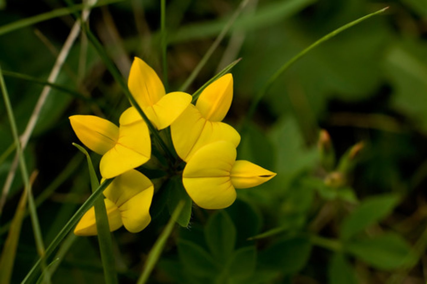 <p>the only 5 leaf legume; yellow flower</p>