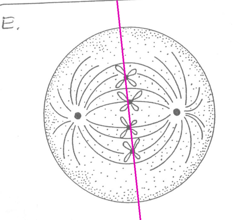 -chromosomes are lined at the metaphase plate
-each sister chromatid is attached to a spindle fiber originating from opposite poles