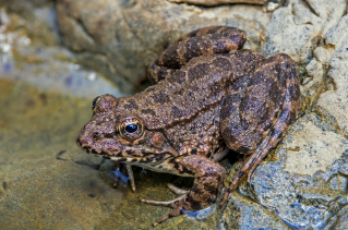 <p><strong><u>Distribution:</u></strong></p><ul><li><p>Nearly worldwide</p></li></ul><p><br><strong><u>Traits:</u></strong></p><ul><li><p>long legs</p></li><li><p>long toes</p></li><li><p>webbed feet</p></li><li><p>mostly riparian</p></li></ul><p></p><p><strong><u>Larval Type:</u></strong></p><p>IV</p>