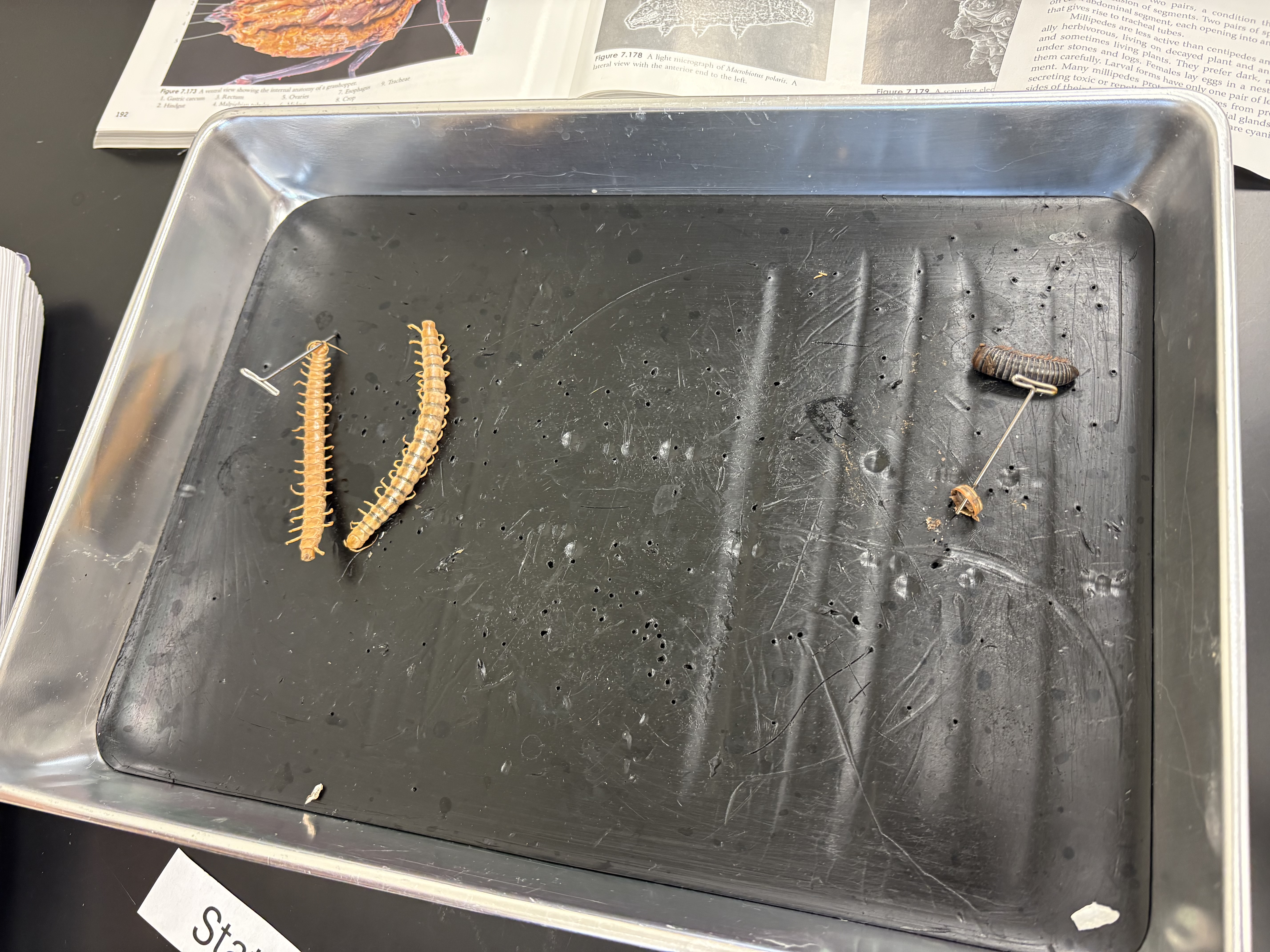 <p>name phylum, sub phylum, class </p>