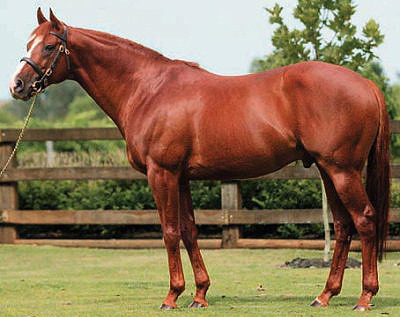 <p>What is this horse breed?</p>