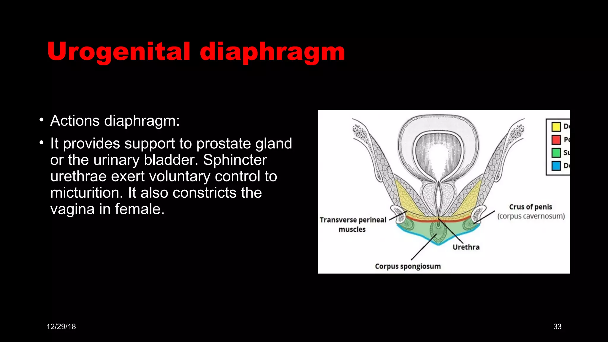 <p>no, </p><p>The Coccygeus is a muscle of the pelvic diaphragm</p><ul><li><p>helps support the pelvic organs and is located posteriorly in the pelvic floor</p></li></ul><p>urogenital diaphragm is primarily formed by the <strong>deep transverse perineal muscle</strong> and associated fascia</p><p></p>