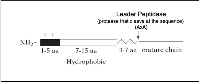 <ul><li><p><span style="background-color: transparent; font-family: "Times New Roman", serif;"><span>“Necessary and sufficient”: placing an ER signal sequence on a cytosolic protein redirects the protein to the ER</span></span></p></li><li><p><span style="background-color: transparent; font-family: "Times New Roman", serif;"><span>The </span><strong><span>signal sequence</span></strong><span> is a short N-terminal amino acid sequence, typically 20-25 residues</span></span></p></li><li><p><span style="background-color: transparent; font-family: "Times New Roman", serif;"><span>The sequences vary greatly in amino acid, but each has 7-15 nonpolar amino acids at its center, a positively charged N-terminal, a peptidase cleavage site located 3-7 aa after the hydrophobic sequence</span></span></p></li><li><p><span style="background-color: transparent; font-family: "Times New Roman", serif;"><span>There is no consensus sequence</span></span></p><ul><li><p><span style="background-color: transparent; font-family: "Times New Roman", serif;"><span>The physical properties matter more than the exact amino acid sequence&nbsp;</span></span></p></li></ul></li><li><p><span style="background-color: transparent; font-family: "Times New Roman", serif;"><span>Placing the N-terminal ER signal on a cytosolic protein redirects the protein to the ER</span></span></p></li><li><p><span style="background-color: transparent; font-family: "Times New Roman", serif;"><span>The signal sequences of all proteins having the same destination are interchangeable</span></span></p></li><li><p><span style="background-color: transparent; font-family: "Times New Roman", serif;"><span>Signal sequences are recognized by complementary receptors, called the </span><strong><span>translocon</span></strong></span></p></li><li><p><span style="background-color: transparent; font-family: "Times New Roman", serif;"><strong><span>Signal peptidases</span></strong><span> remove the signal sequence during or soon after the transport process is complete</span></span></p></li><li><p><span style="background-color: transparent; font-family: "Times New Roman", serif;"><span>Signal peptidases are located on the trans side of the membrane</span></span></p></li></ul><p></p>