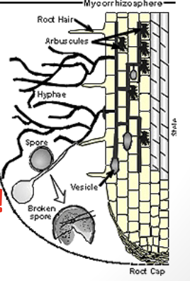 <p>arbuscular mycorrhizal fungi mutualism with fungi</p>