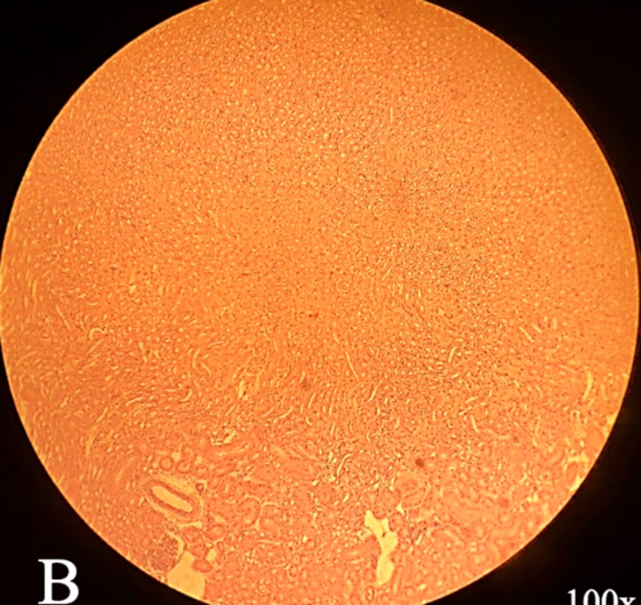 <p>Name the organ</p>