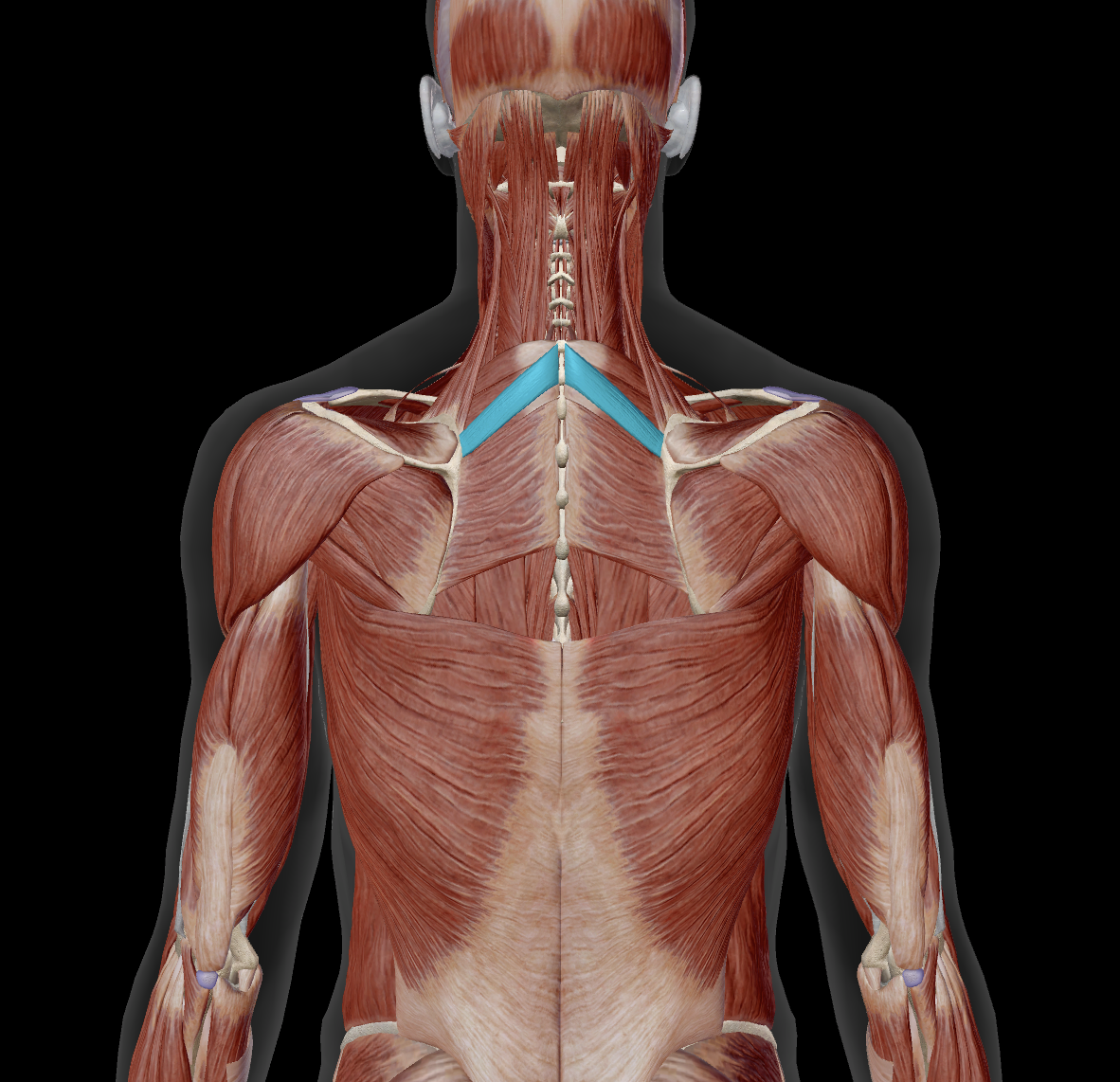 <p>proximal attachment?</p>
