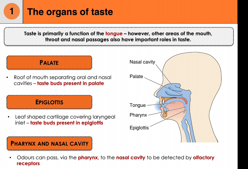 <p>Taste reception is driven by specialised epithelial cells (taste receptor cells) that transduce chemical stimuli into neural signals. These cells are organised into taste buds, which sit within papillae on the tongue and in a few other regions of the upper aerodigestive tract.</p><p></p><p>Tongue: papillae</p><ul><li><p>Papillae are surface specialisations that increase area and house taste buds.</p></li></ul><p></p><ul><li><p>Folate (ridge-shaped) papillae</p><ul><li><p>Found on the posterolateral edges of the tongue.</p></li><li><p>Contain many taste buds in their grooves.</p></li></ul></li></ul><p></p><ul><li><p>Vallate (pimple-shaped) papillae</p><ul><li><p>Large papillae arranged in a V at the back of the tongue.</p></li><li><p>Contain a high density of taste buds and contribute strongly to taste.</p></li></ul></li></ul><p></p><ul><li><p>Fungiform (mushroom-shaped) papillae</p><ul><li><p>Scattered mainly over the anterior tongue.</p></li><li><p>Each contains a small number of taste buds.</p></li></ul></li></ul><p></p><p></p><p>Taste buds</p><ul><li><p>Taste buds are clusters of cells embedded within papillae epithelium.</p></li><li><p>They contain taste receptor cells, which detect dissolved tastants.</p></li><li><p>Basal cells act as precursors, replacing taste receptor cells regularly.</p></li><li><p>Gustatory afferent axons synapse with taste receptor cells to carry signals to the brain.</p></li><li><p>Tastants enter through the taste pore and interact with microvilli on receptor cells.</p></li></ul><p></p><p></p><p>Organs of taste beyond the tongue</p><ul><li><p>Taste is mainly a tongue function, but other regions contribute.</p></li></ul><p></p><p>Palate</p><ul><li><p>Forms the roof of the mouth.</p></li><li><p>Contains taste buds that add to overall taste perception.</p></li></ul><p></p><p></p><p>Epiglottis</p><ul><li><p>Leaf-shaped cartilage at the laryngeal inlet.</p></li><li><p>Contains taste buds, especially important for detecting potentially harmful substances during swallowing.</p></li></ul><p></p><p>Pharynx and nasal cavity (flavour integration)</p><ul><li><p>Odours from food travel from the pharynx into the nasal cavity during chewing and swallowing.</p></li><li><p>Olfactory receptors detect these odours.</p></li><li><p>The brain integrates taste (gustation) and smell (olfaction) to produce flavour.</p></li></ul><p></p><p></p><ul><li><p>Chemical tastants activate taste receptor cells in taste buds.</p></li><li><p>Taste buds are mainly located in tongue papillae but are also present in the palate and epiglottis.</p></li><li><p>Signals travel via gustatory afferent nerves to the brain.</p></li><li><p>Flavour perception results from combined input from taste receptors and olfactory receptors.</p></li></ul><p></p>