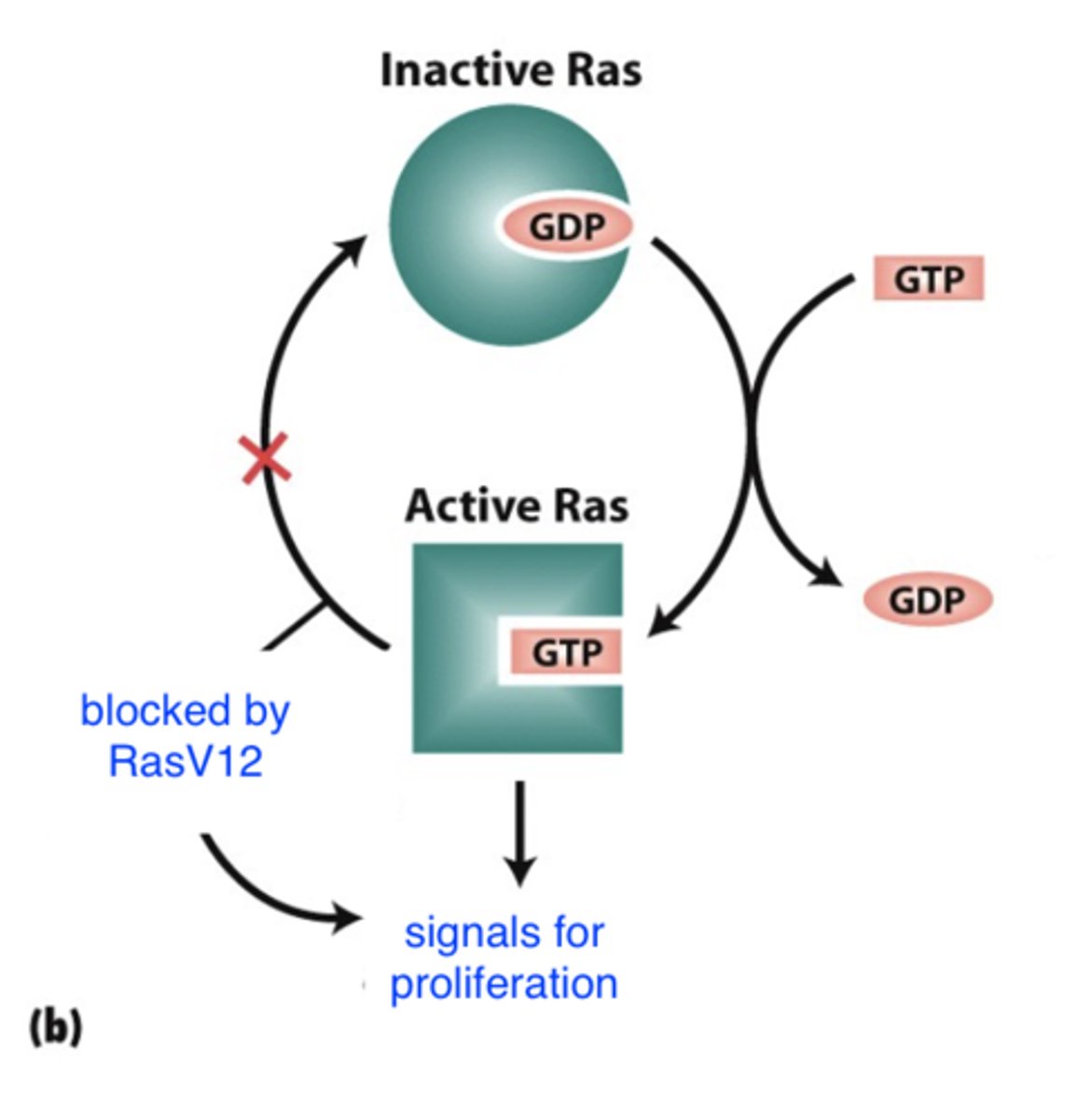 <p>- GTPase: active when bound to GTP<br>- continuously active<br>- proto-oncogene =&gt; oncogene via <b>G =&gt; T transversion</b><br>-- Gly =&gt; Val<br>- normally ras has an active form and an inactive form<br>-- <b>mutation blocks conversion of active Ras to inactive Ras</b><br>=&gt; always signaling for proliferation</p>
