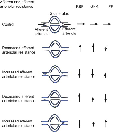 <p>the main effect of vasoconstriction of the afferent arterioles with respect to blood flow</p>