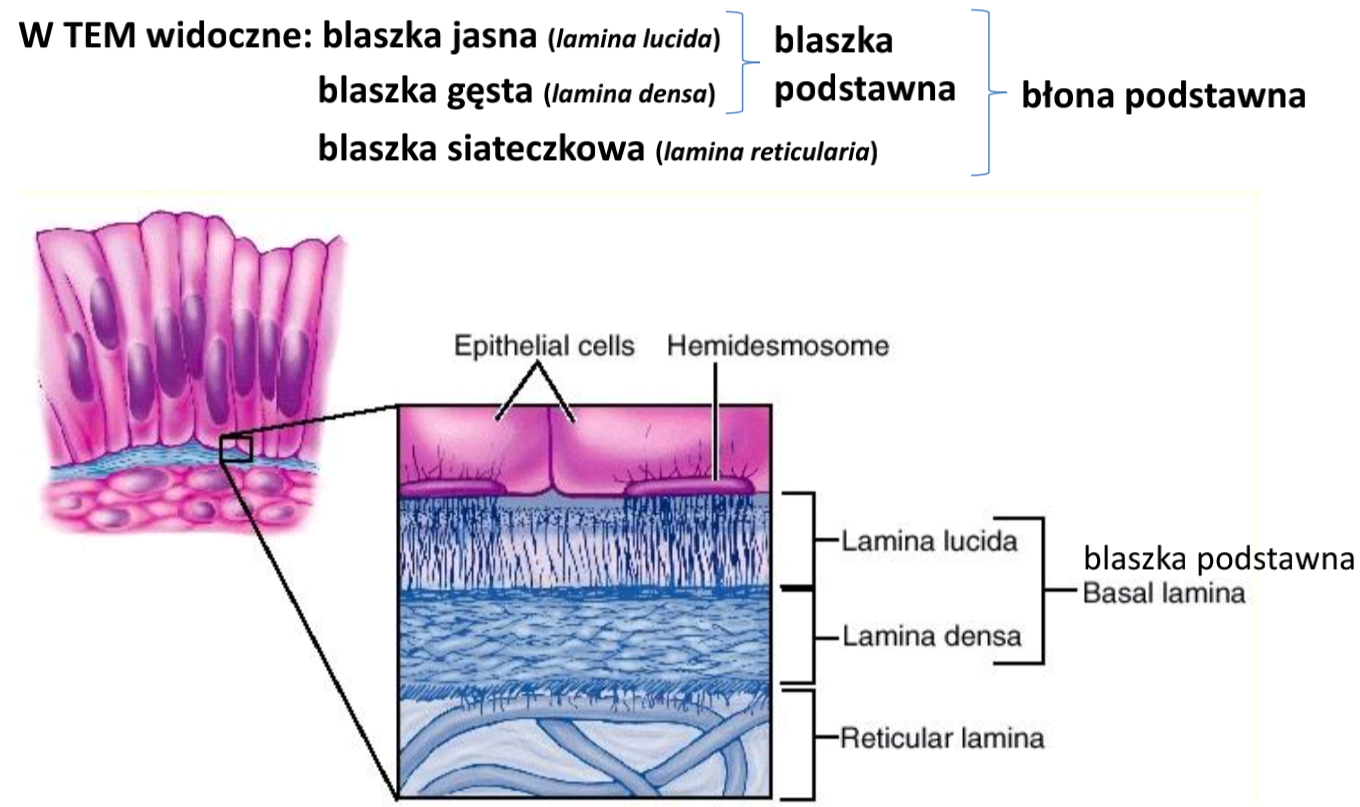 <ul><li><p><strong>Blaszka podstawna:</strong></p><ul><li><p>Cieńsza</p></li><li><p>Część błony podstawnej</p></li></ul></li><li><p><strong>Błona podstawna:</strong></p><ul><li><p>Składa się z blaszki podstawnej i głębszej warstwy zwanej blaską siateczkową.</p></li></ul></li></ul><p></p>