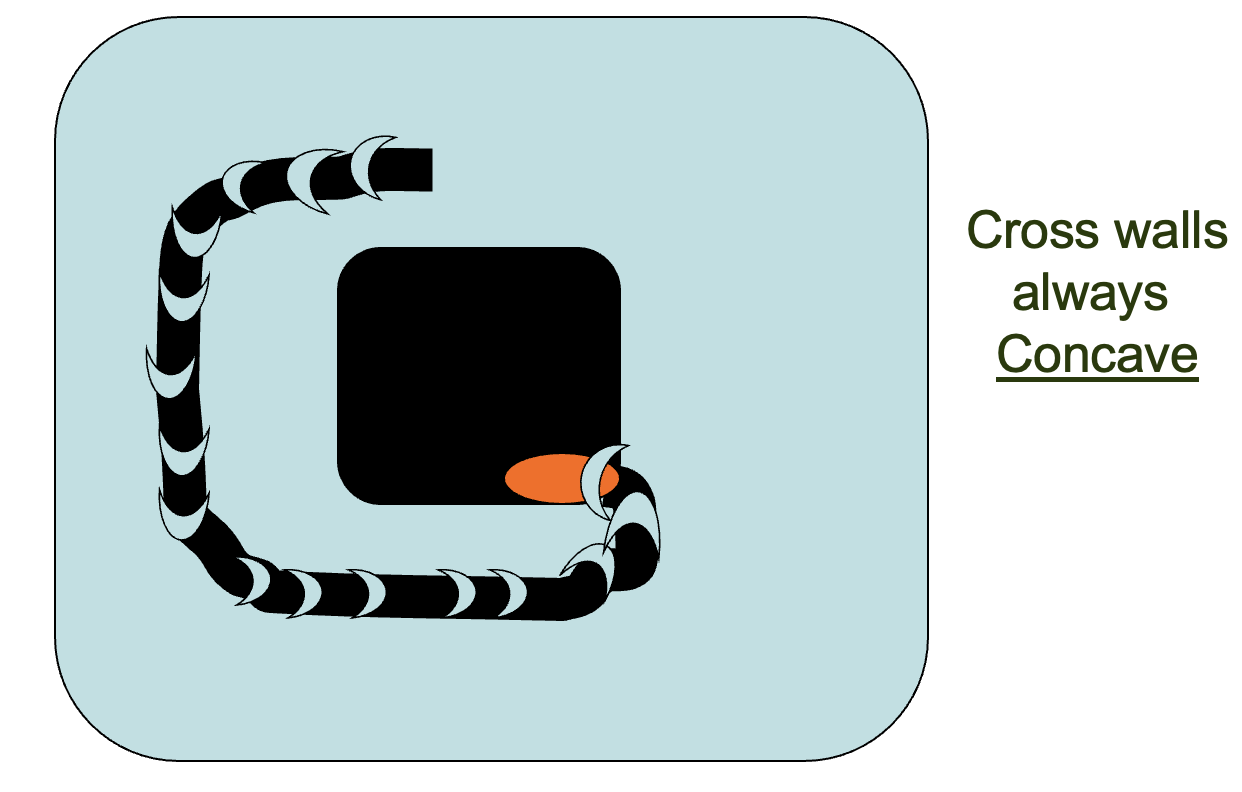 <p>single-celled, gram negative (pink), motile (no flagella), cellulolytic and/or lignolytic. <br>Adhere to S3 layer, tunnels into S2 leaving slime cap over tunnel entrance and walls, branched tunnels form at points of cell division, tunnels do not cross until late into decay.</p>