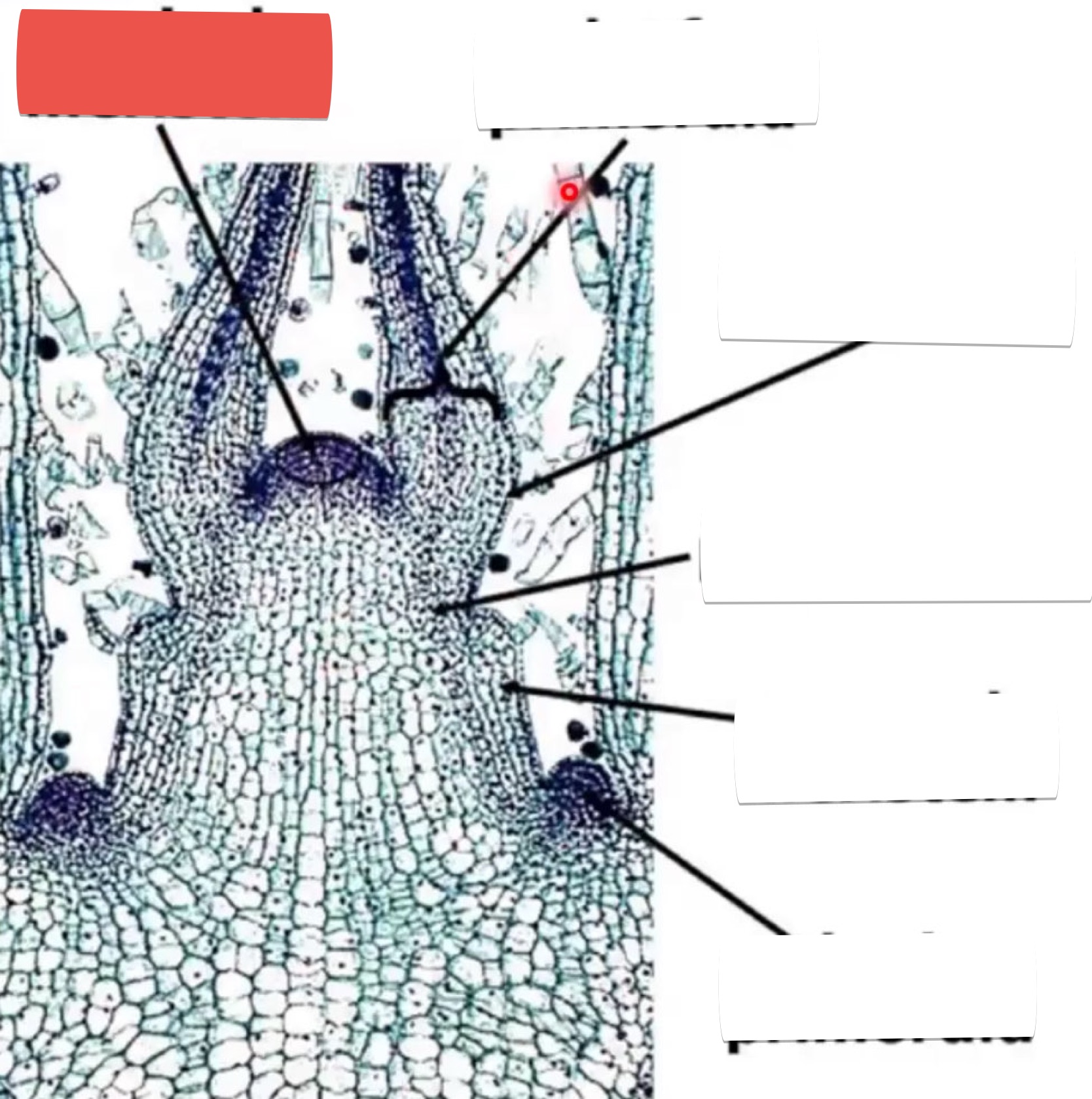 <p>identify the part in red</p>