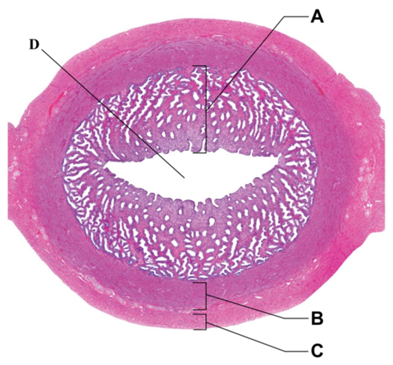 <p>D</p>