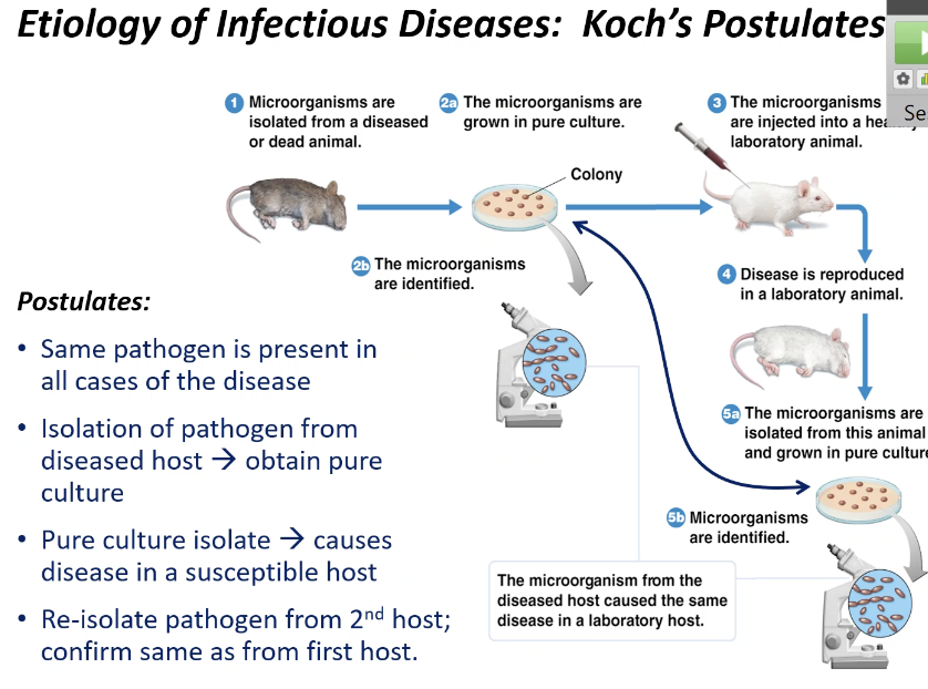 <p><span><strong><span>Koch's Postulates</span></strong></span></p>