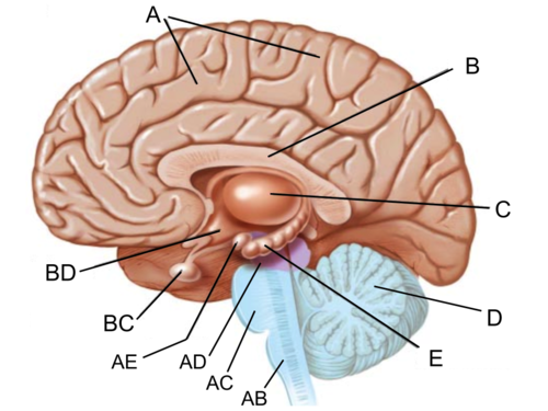 responsible for fear responses and emotions (anxiety, fear, anger) (AE)