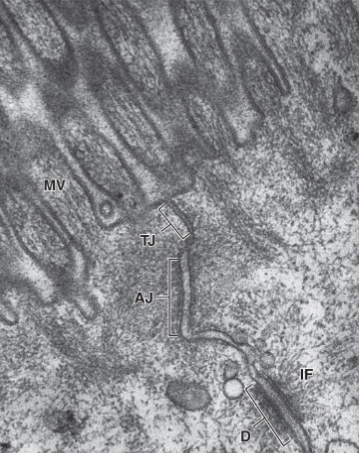 <p>identify the structures&nbsp;</p>