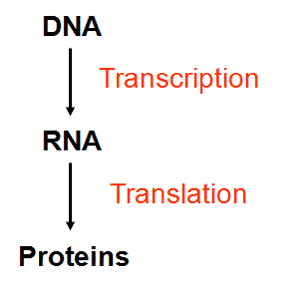 <p>DNA -&gt; RNA -&gt; Protein</p>