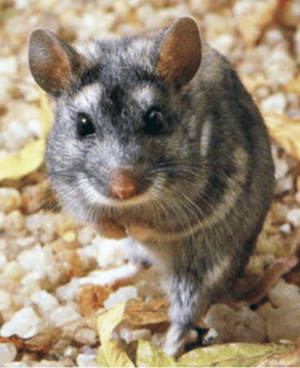 <p>White-tailed rat</p>