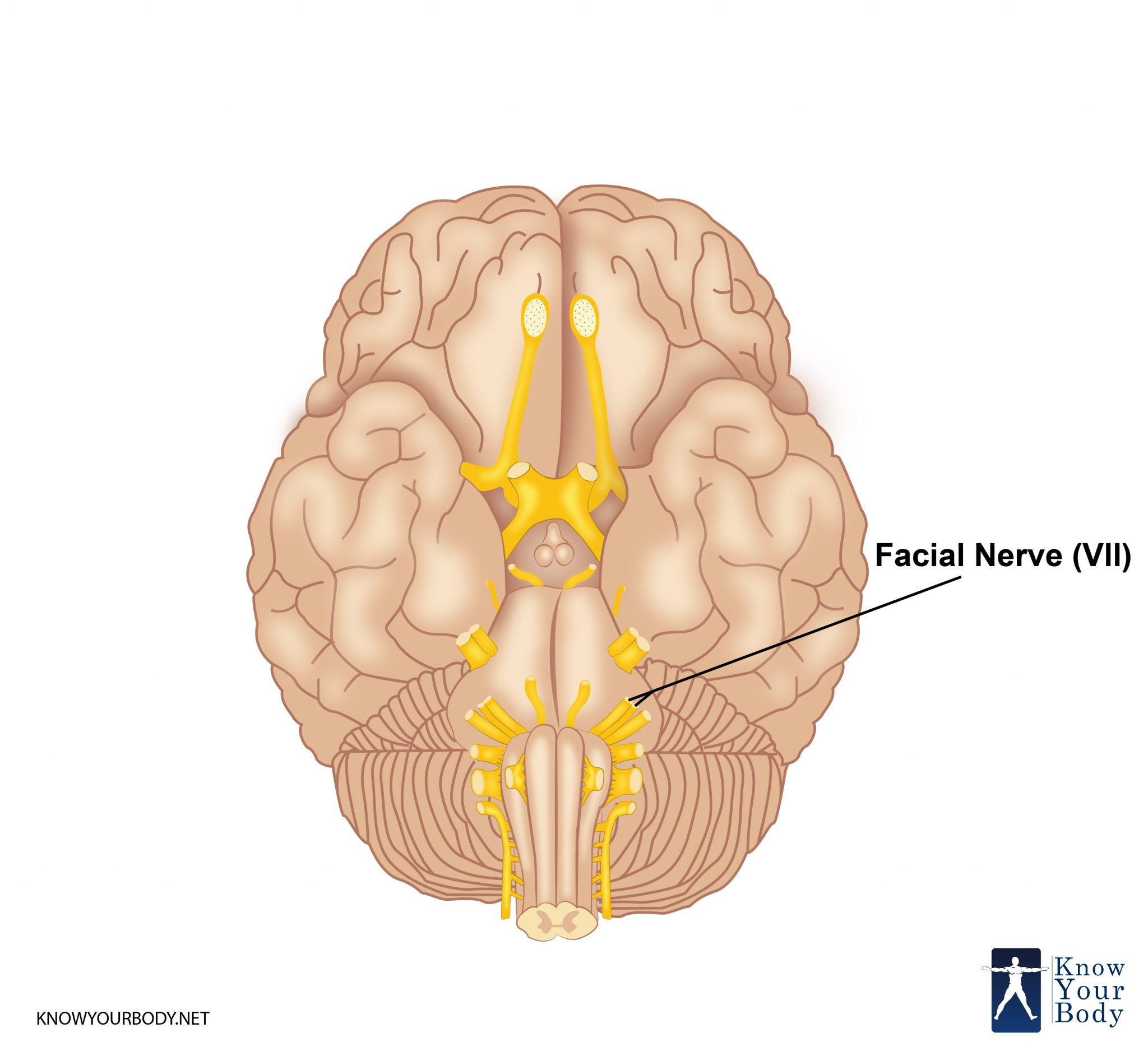<p>facial (VII)</p>