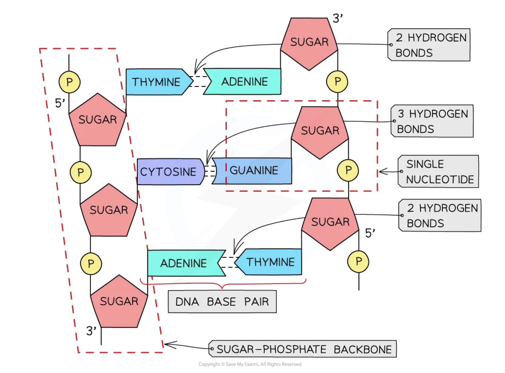 <p>alternating deoxyribose sugars and phosphate groups bonded together </p>