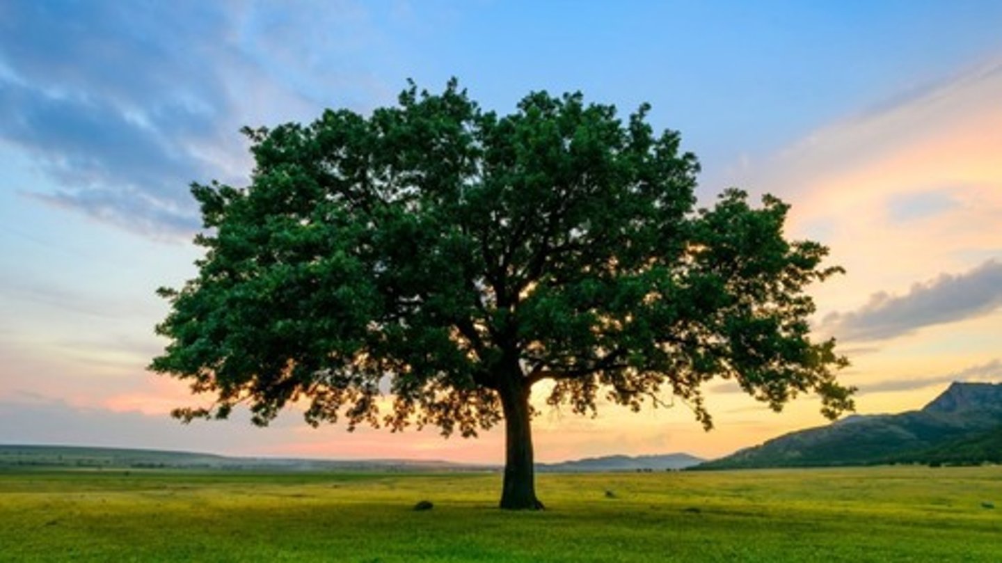 <p>Plants that do not require annual cultivation and are considered real property. Fruits of nature. Trees, bushes, grasses.</p>