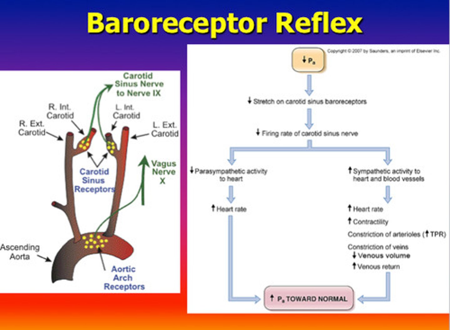 <p>Cells that are sensitive to blood pressure changes.</p>