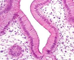 <p>what type of tissue is this?</p>