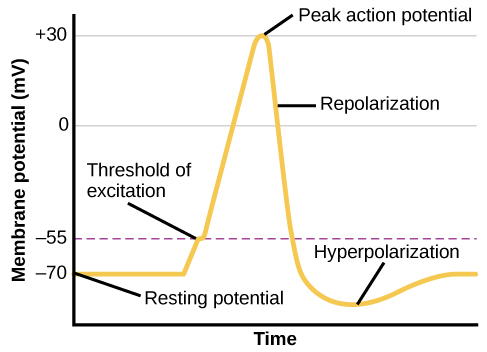 Neural Communication<br />Graph