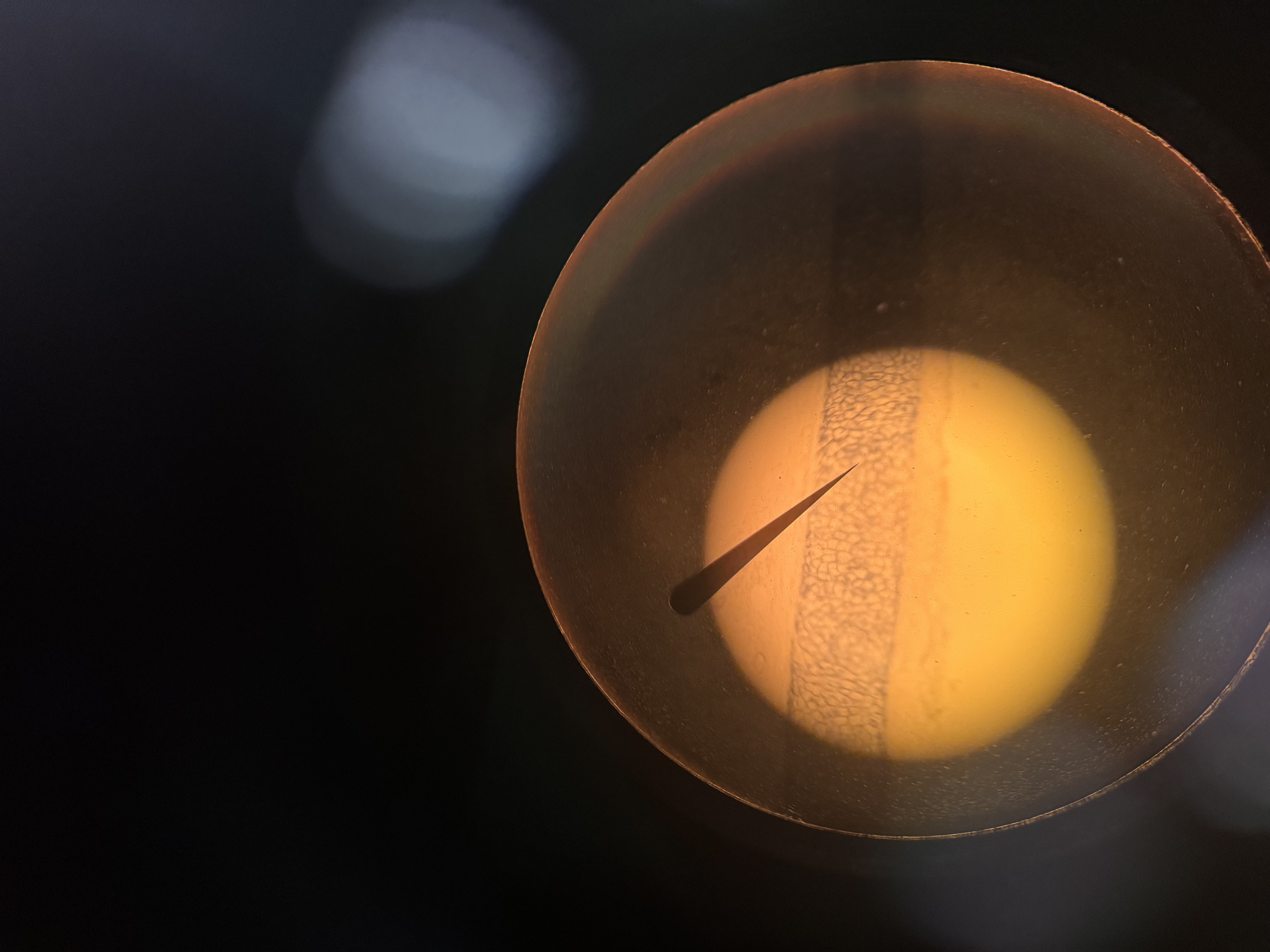 <p>What cell is this </p>