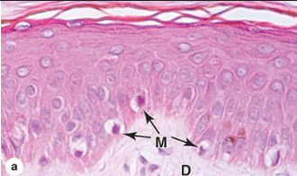 <p>what is the developmental origin of melanocytes? what is it’s function?</p>