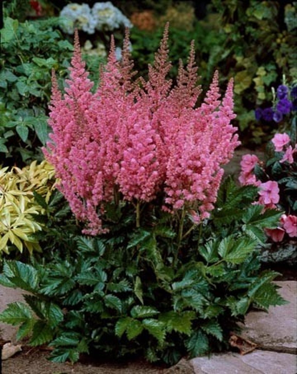 <p>shade; perennial; basal mound</p><p>leaves: spiky teeth; ternate ternately compound; hardy stem</p><p>blooms: showy panicle of tiny blooms; white pink purple red</p>