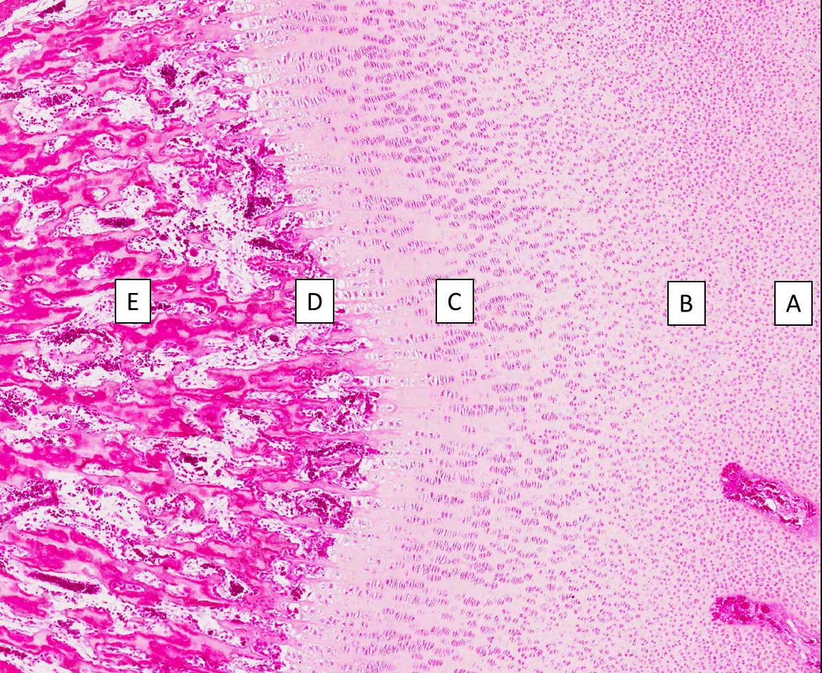 <p>to the left of c</p>