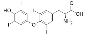 <p>thyroxine T4 </p>