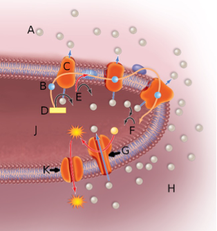 <p><span>In the above image,&nbsp;the orange globule embedded&nbsp;in the membrane&nbsp;labeled by the letter C represents</span></p><p><span>&nbsp;</span></p><p><span>A. a proton or hydrogen ion.</span></p><p><span>B. a proton pump.</span></p><p><span>C. the ATP&nbsp;synthase&nbsp;complex.</span></p><p><span>D. NADH</span></p>