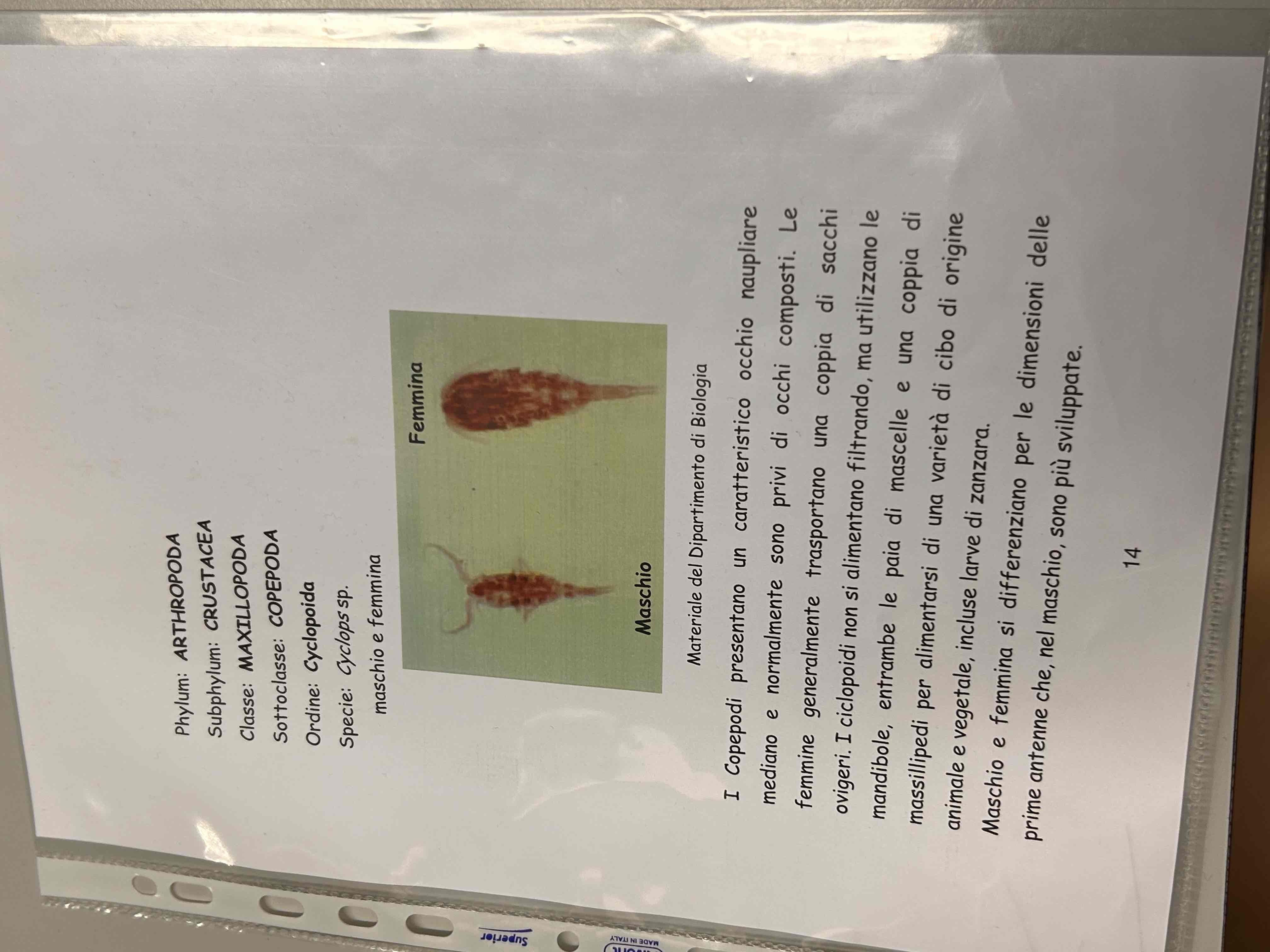 <p>Crostacea</p><p>Maxillopoda</p><p>(Copepoda)</p><p>Cyclops sp</p>